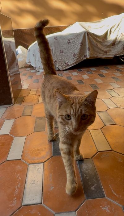 Кошка с красивыми глазами