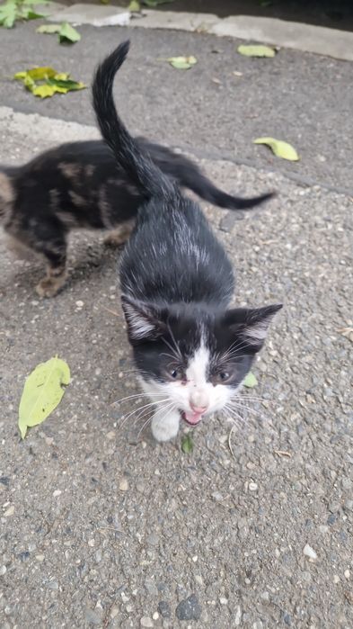 Pui de pisica spre adopție