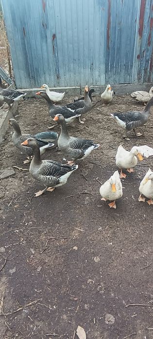 Қаздар мен үйректер. Гуси и утки