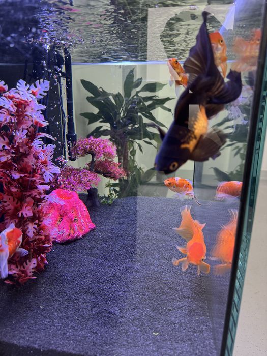 Acvariu Complete with Fish