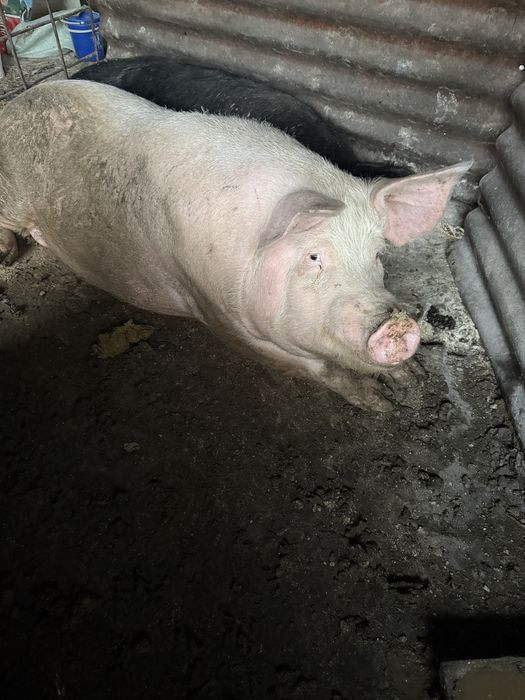 Свине  250-300кг.