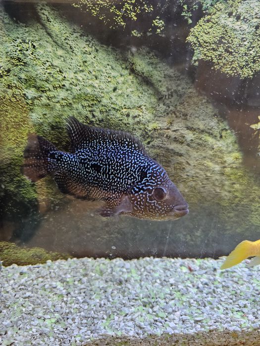 Продам Фловер Хорн или обменяю на других цихлид