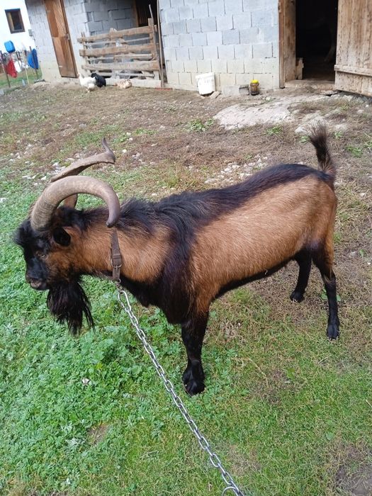 Tap alpin francez de vanzare