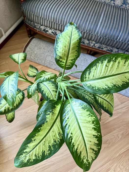 Большая и пышная Диффенбахия