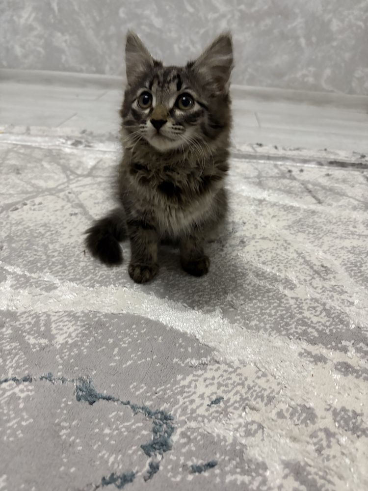 Котята.Отдам в хорошие руки
