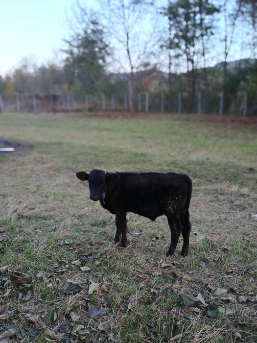 Tăuraș de vânzare