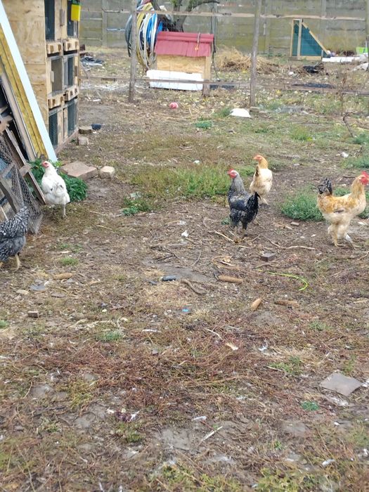 Vând ce se vede în poze