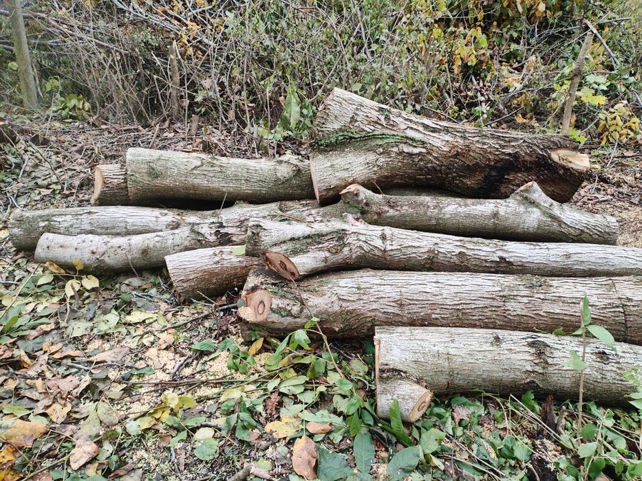 Стебла Трупи от Орехови Дървета Различна Дебелина и Дължина