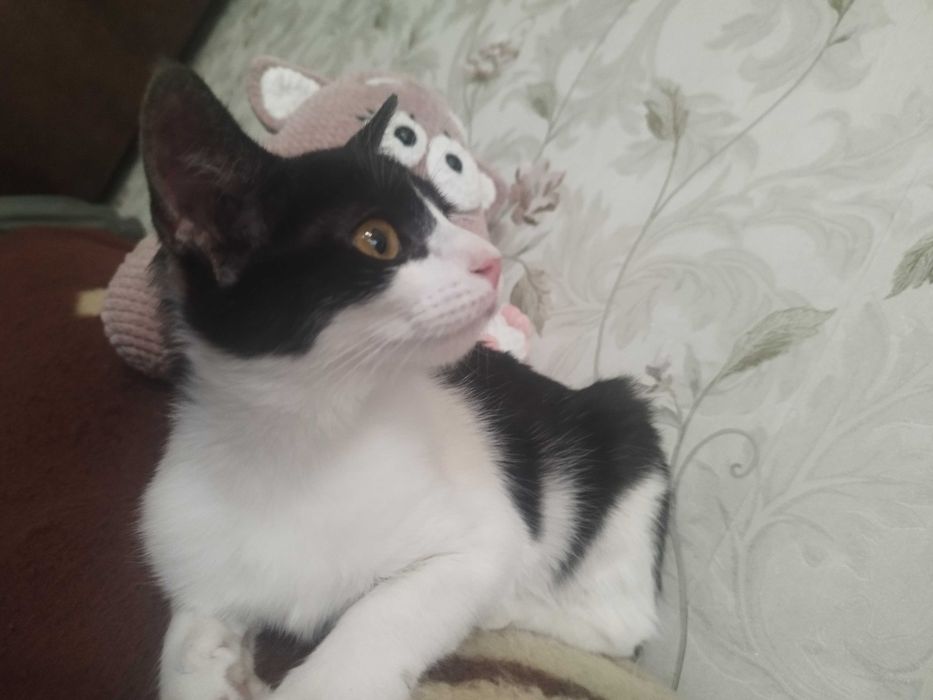 Отдам котенка в хорошие руки. Кошка, девочка