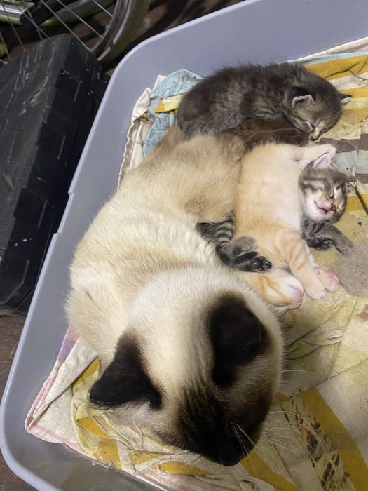 Отдас котят в добрые руки