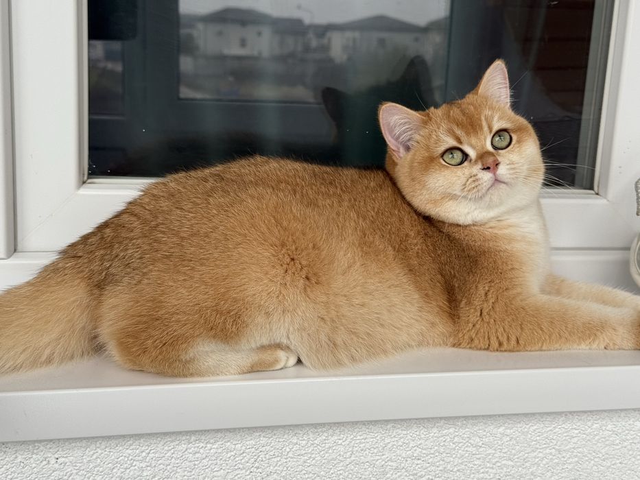 Btitish shorthair. golden