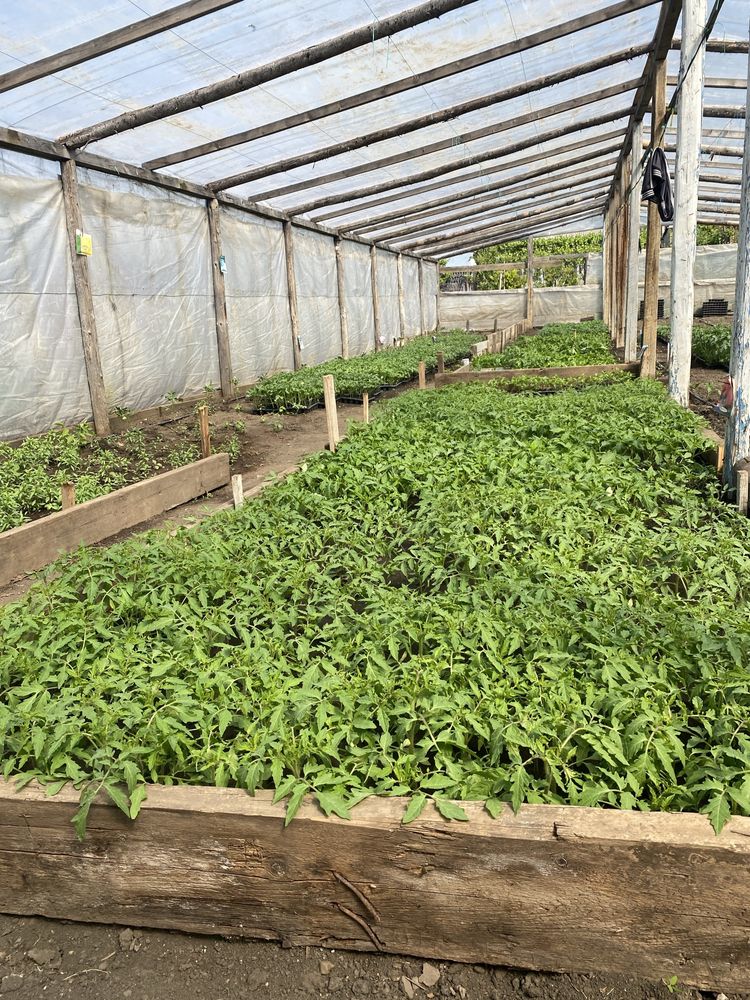 Răsaduri hibride de calitate – gata de plantat!