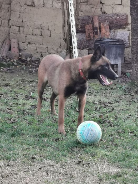 Белгийски овчарки малиноа