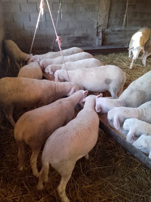 Miele tineret lacaune cu pedigree