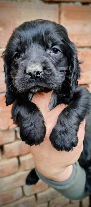 Мъжко и женско кученце Кокер-спрингер шпаньол