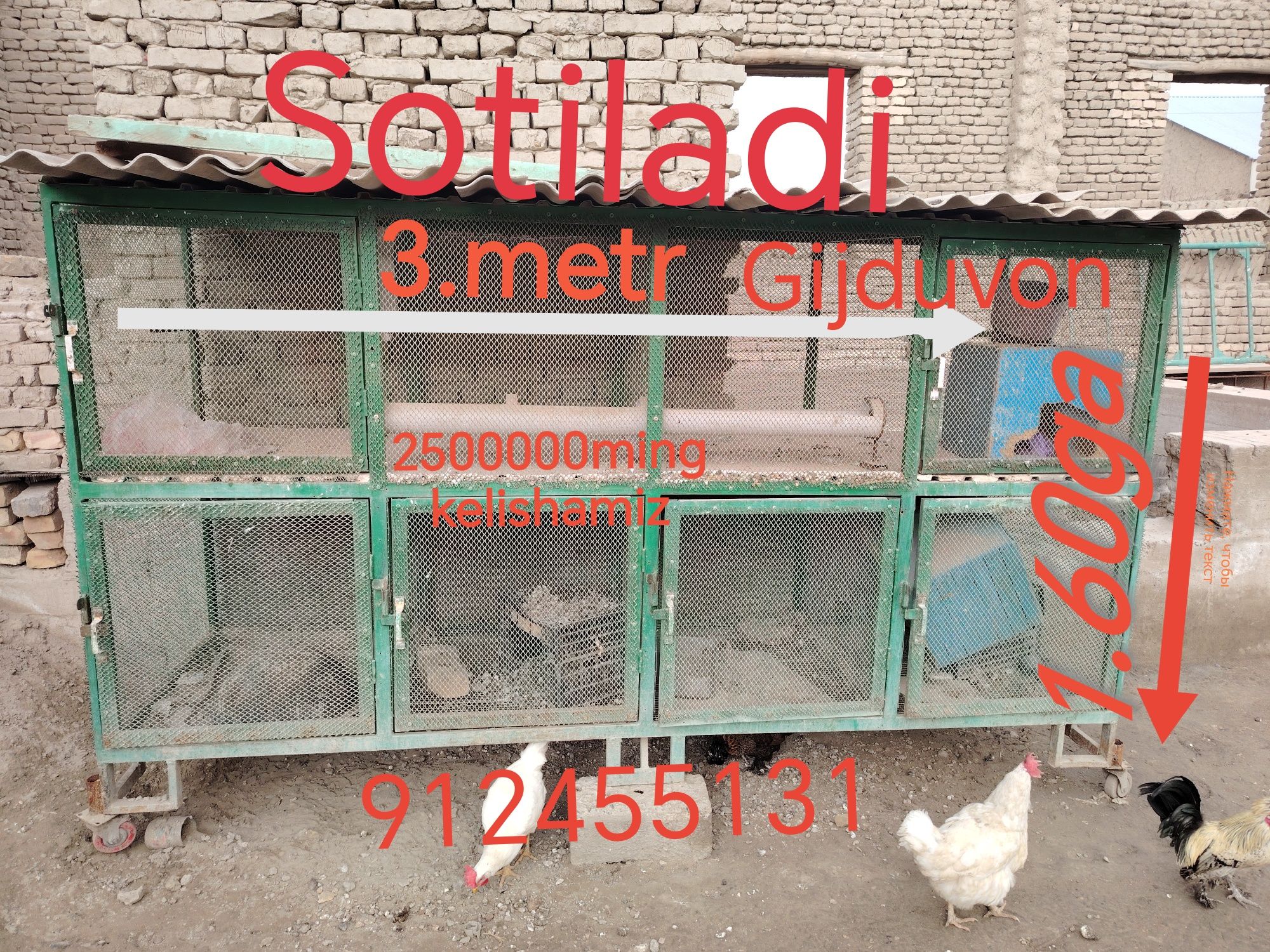 Tovuq katak quyon boqsaham buladi