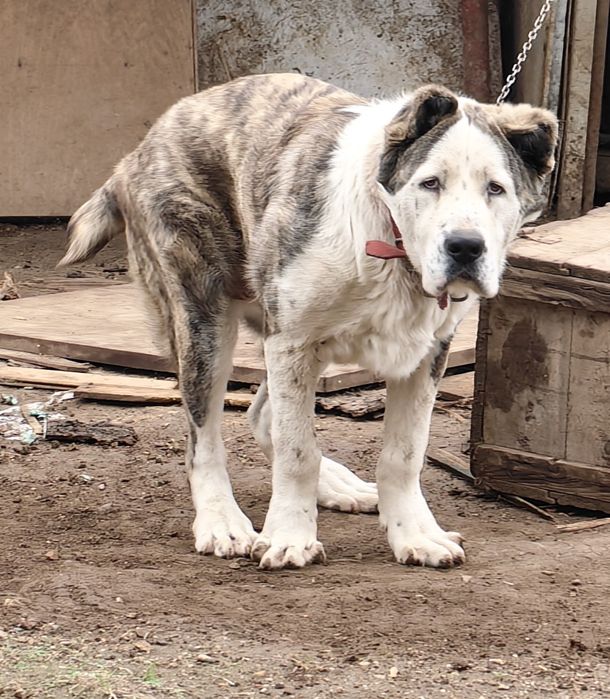 Продавам алабай..