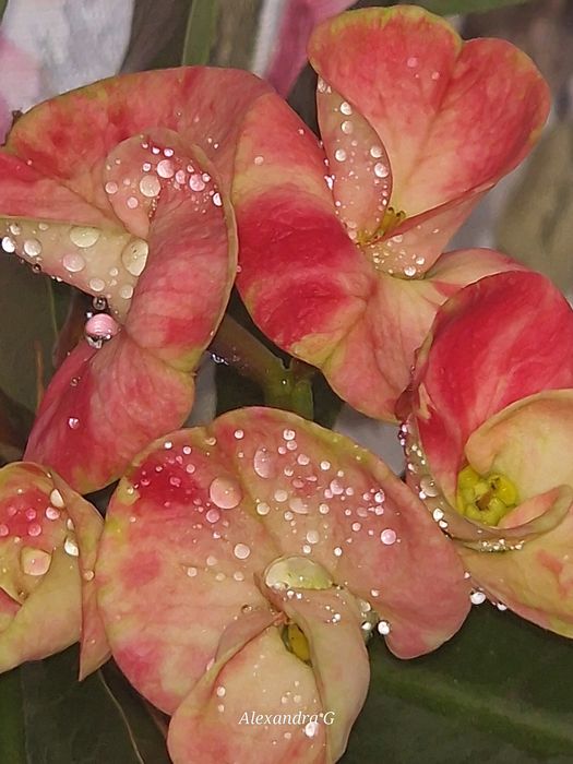 Эуфорбия мили или молочай миля в г.Абай