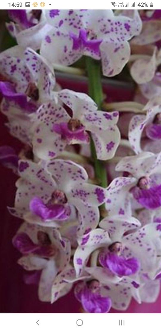 Орхидея Ринхостилис гигантея