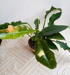 Филодендрон Ринг оф Фаер (тайский )