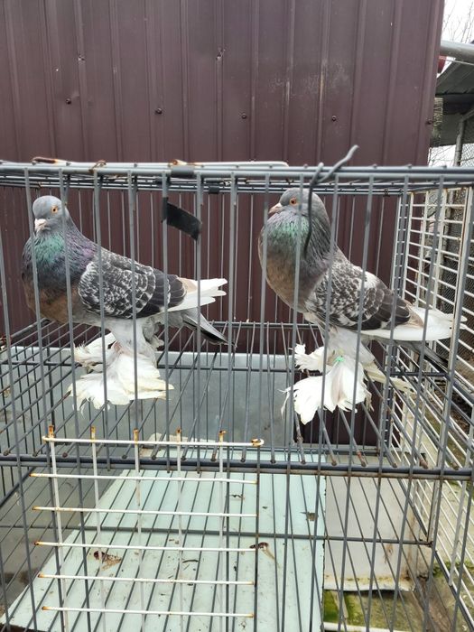 Schimb cocos rasa Sebright și femele Gusat de Pomerania cu masculi