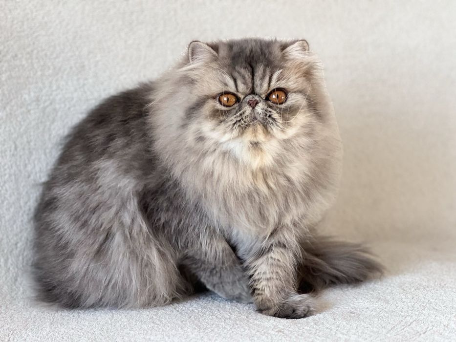 Чистопородна персийска женска котка-3 години, синьо таби – търси дом