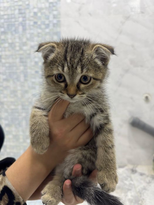 Шотландский вислоухий котенок