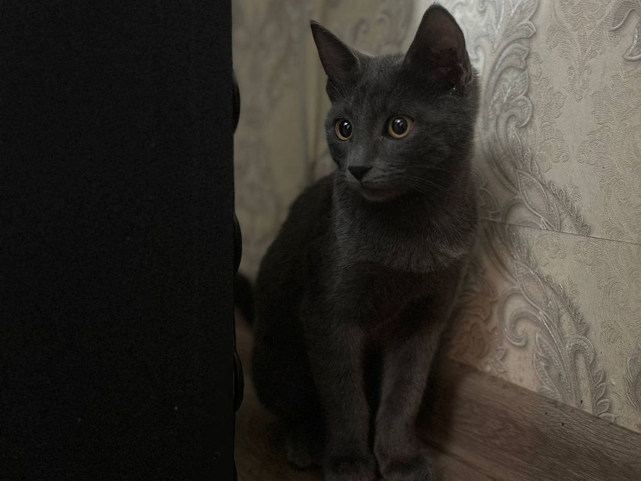 Скотиш страйт . Scotish strayt