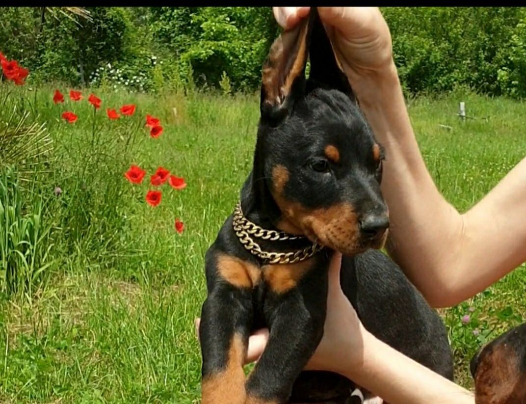 Pui doberman de calitate