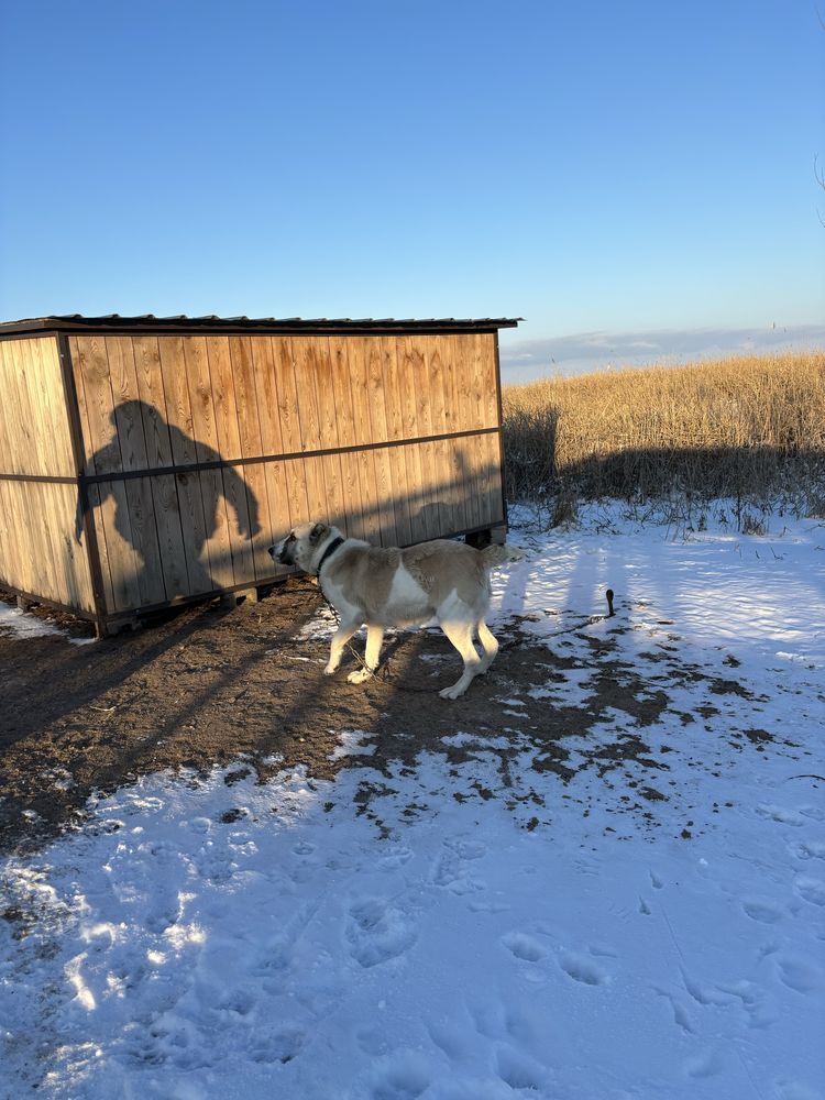 Пропала собака