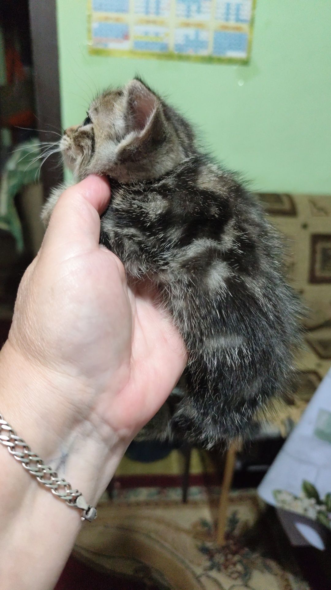 Срочно отдам котят