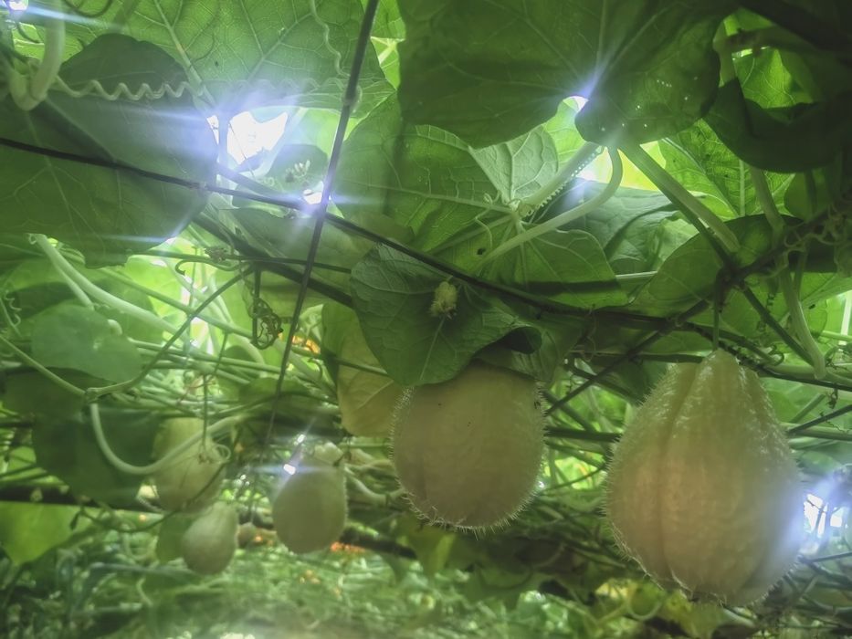 Мексиканска краставица (Чайот)