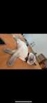 Pisică british shorthair