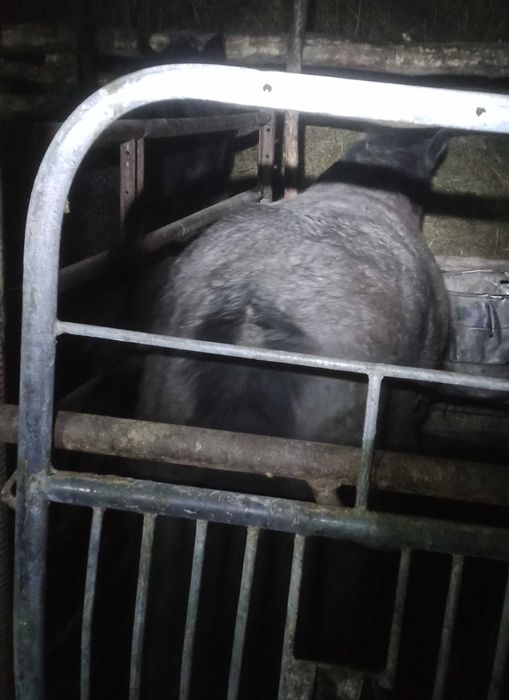 Продам тай с откорма