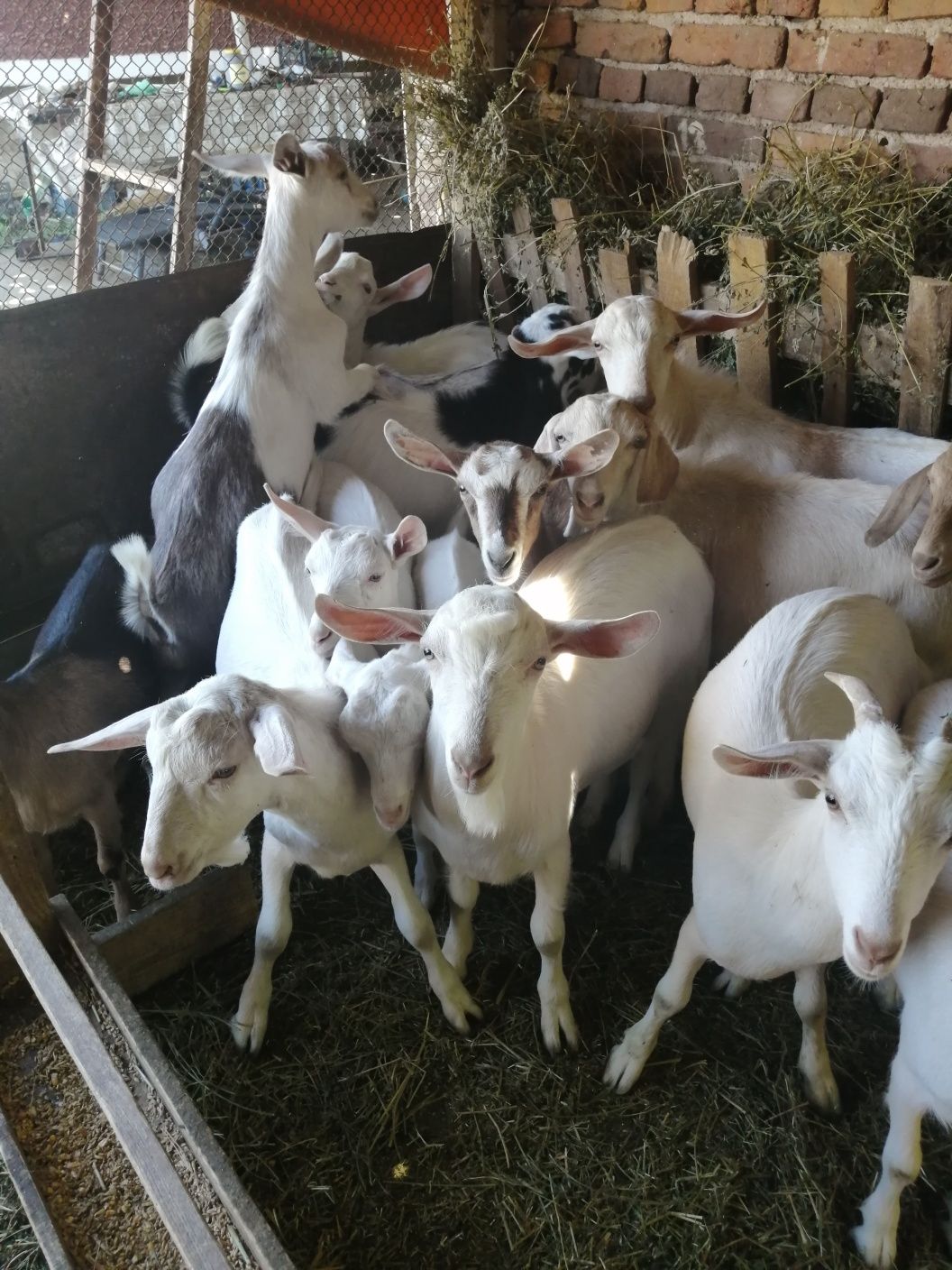 Продавам ярета и кози
