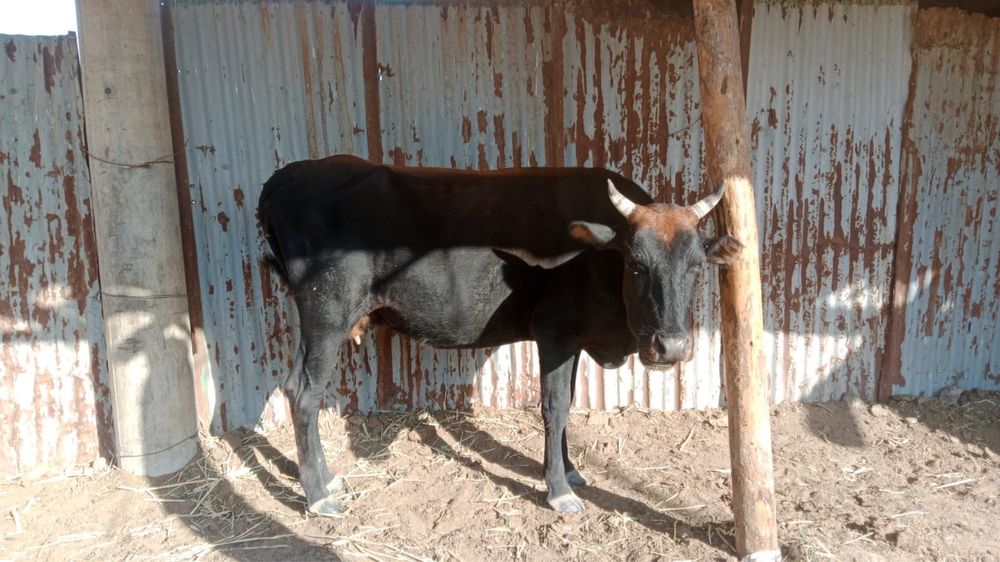 Сиырлар сатылады