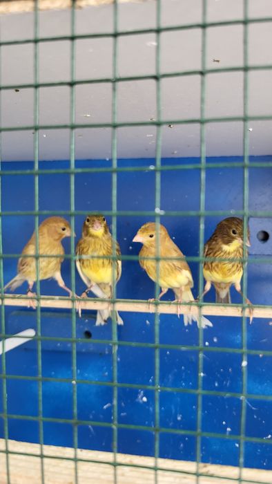 Canari timbrado de vânzare