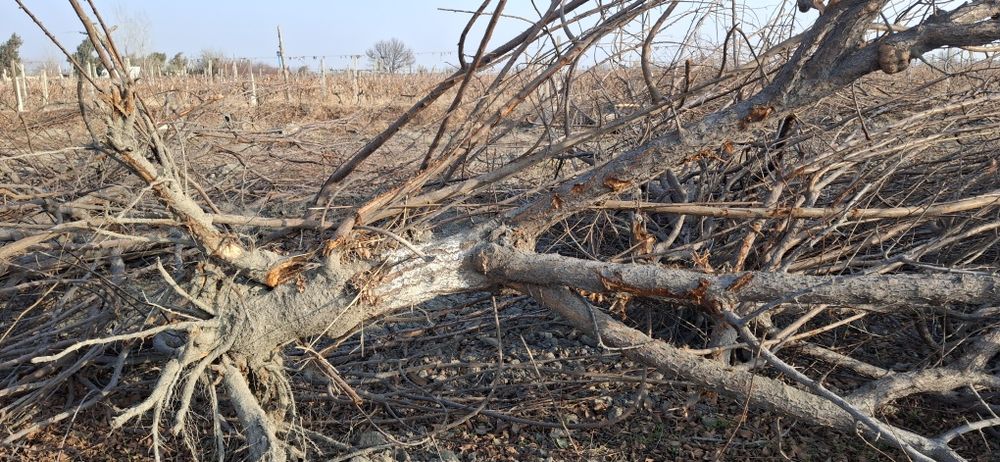 O‘tin uchun daraxtlar sotiladi