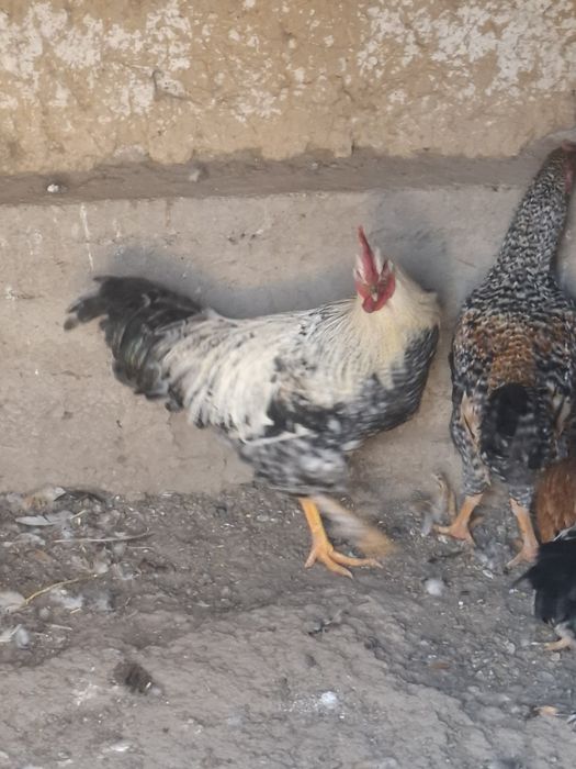 6 oylik joʻja xoʻrozlar