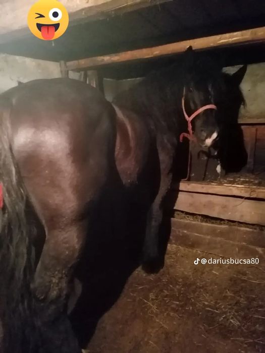Vind armăsar de 5 ani garantat la lri ce lucru