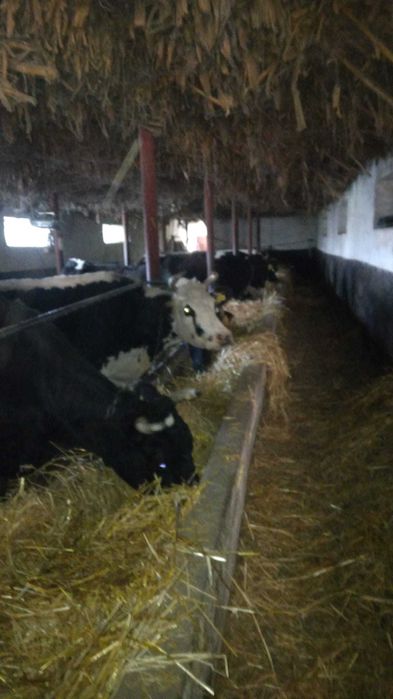 Vand vaci la alegere- pret negociabil la fata locului