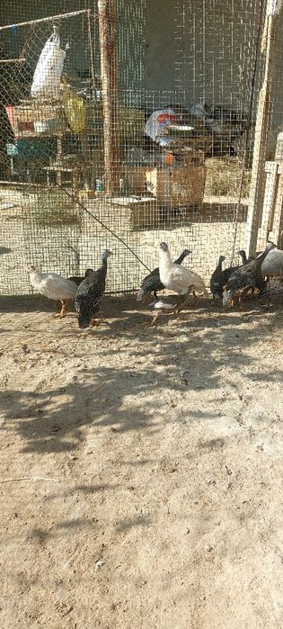 Брама ва сесарка жужалари сотилади