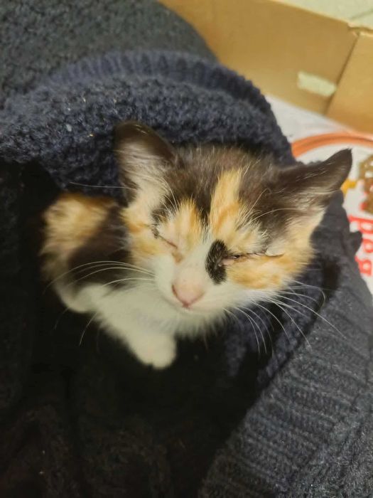 трицветно котенце търси дом