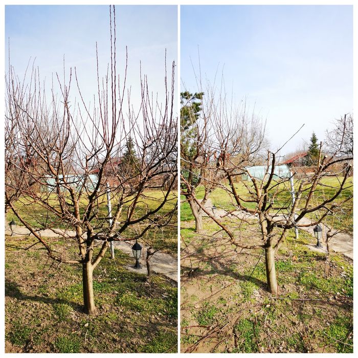Taieri pomi fructiferi / viță de vie