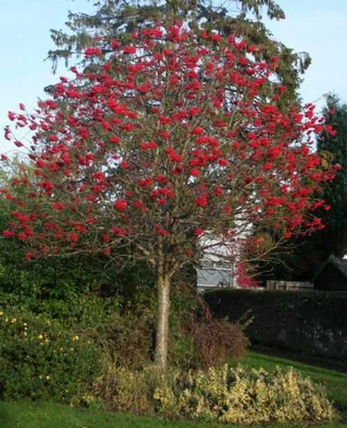 Офика - Sorbus aucuparia,Червена калина viburnum opulus и Жълта калина