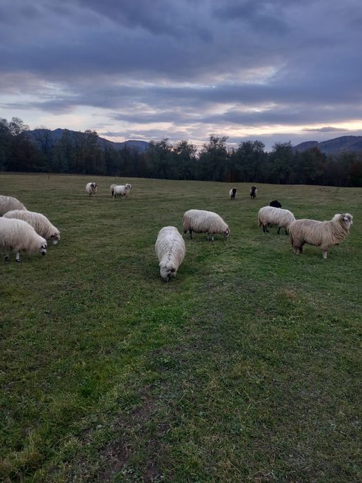 Vând 15 oi și un berbec