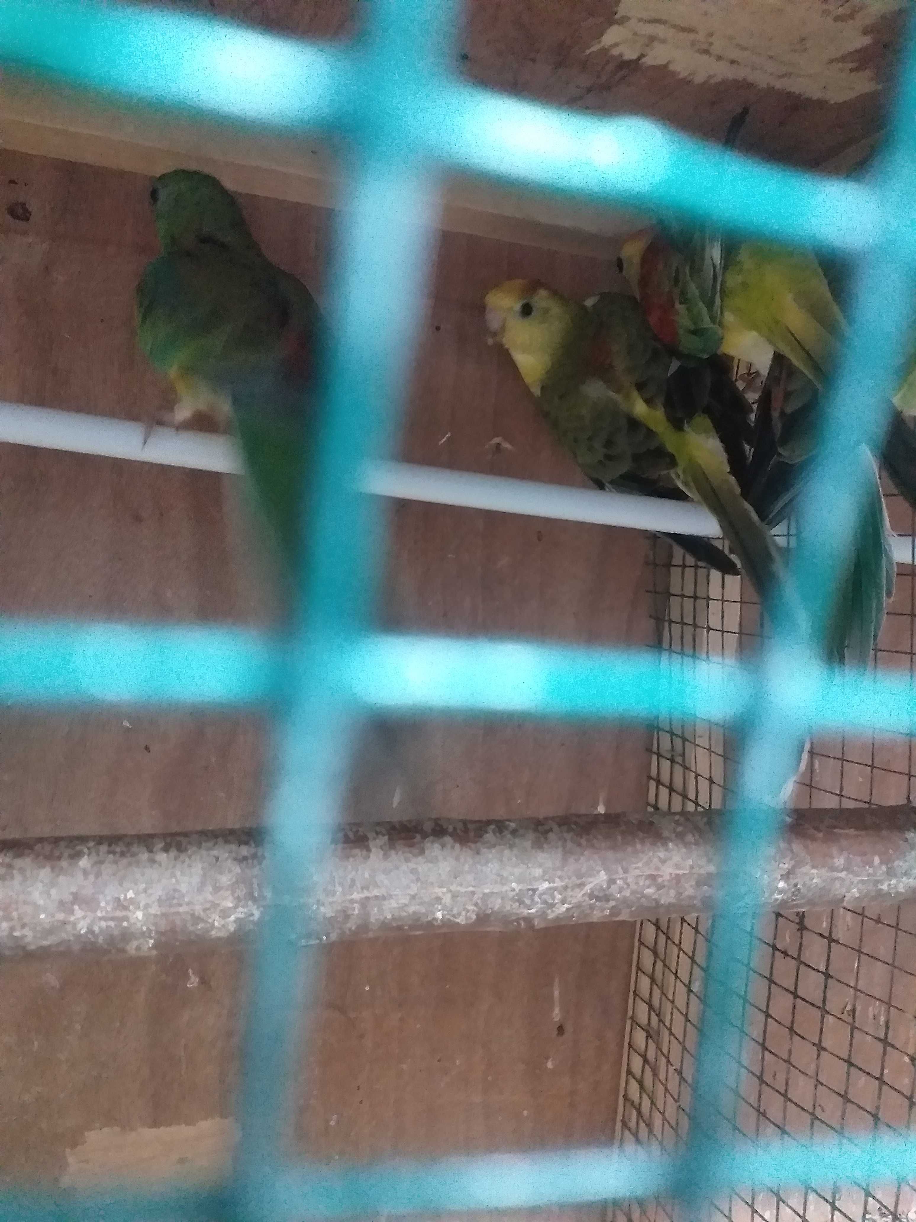 Papagali cântători minunați!