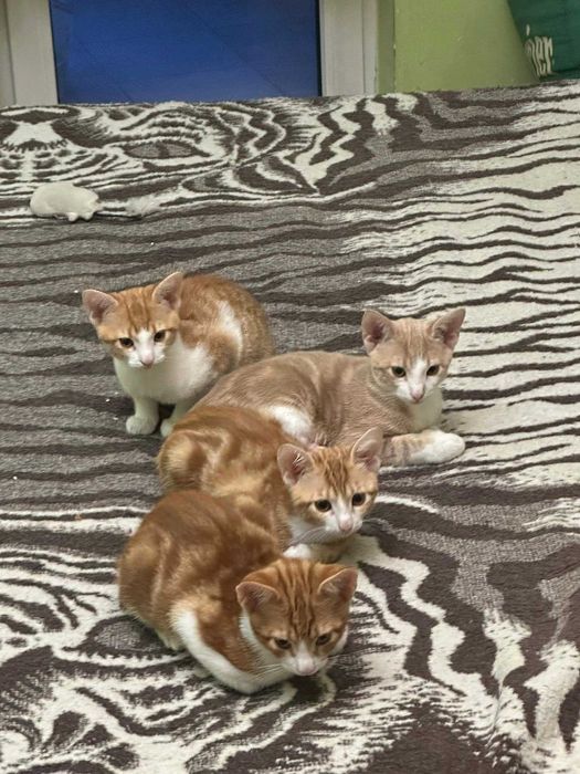 Котета Родени на 01.07 си търсят дом.
