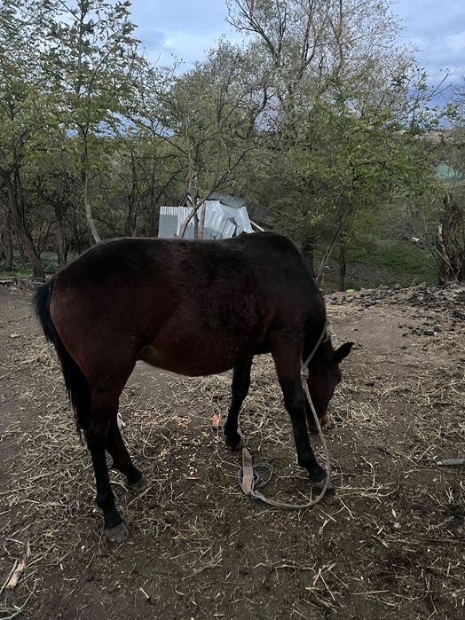 Manz de aproximativ 1 an