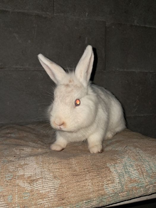 Vând iepuri femela si mascul